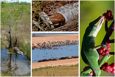 The Plight of <mark class="highlighted">Reptiles</mark> as Ecological Actors in the Tropics